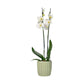 Phalaenopsis 12cm Twin Stem Mix In Windsor Ceramic