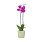 Phalaenopsis 12cm Twin Stem Mix In Windsor Ceramic