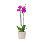 Phalaenopsis 12cm Twin Stem Mix In Windsor Ceramic