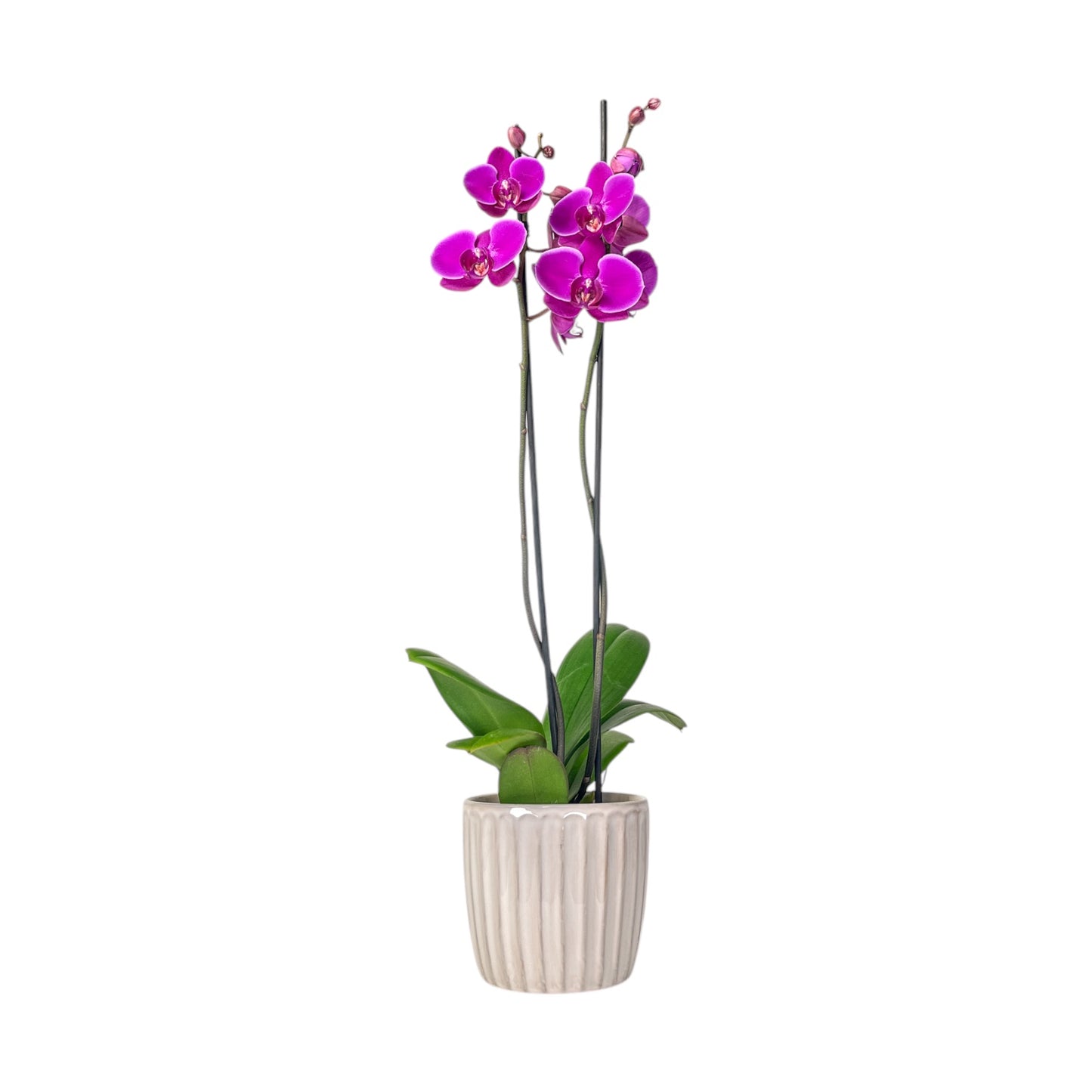 Phalaenopsis 12cm Twin Stem Mix In Windsor Ceramic