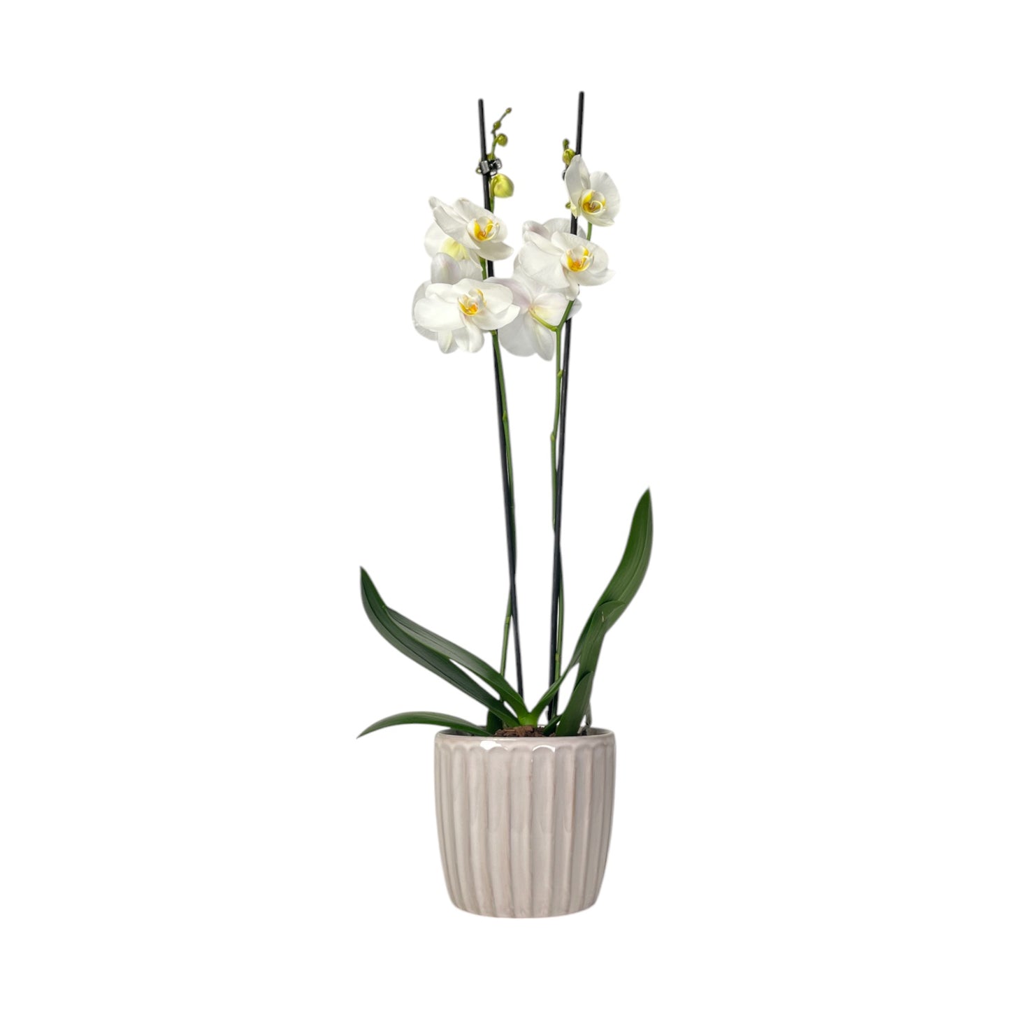 Phalaenopsis 12cm Twin Stem Mix In Windsor Ceramic