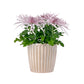 Chrysanthemum 14cm Disbud In Windsor Ceramic