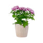 Chrysanthemum 14cm Disbud In Windsor Ceramic