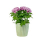 Chrysanthemum 14cm Disbud In Windsor Ceramic