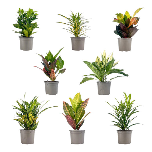 Codiaeum 13cm Mix - Green Plant The Horti House