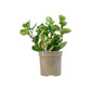 Peperomia 15cm Obtusifolia Marble