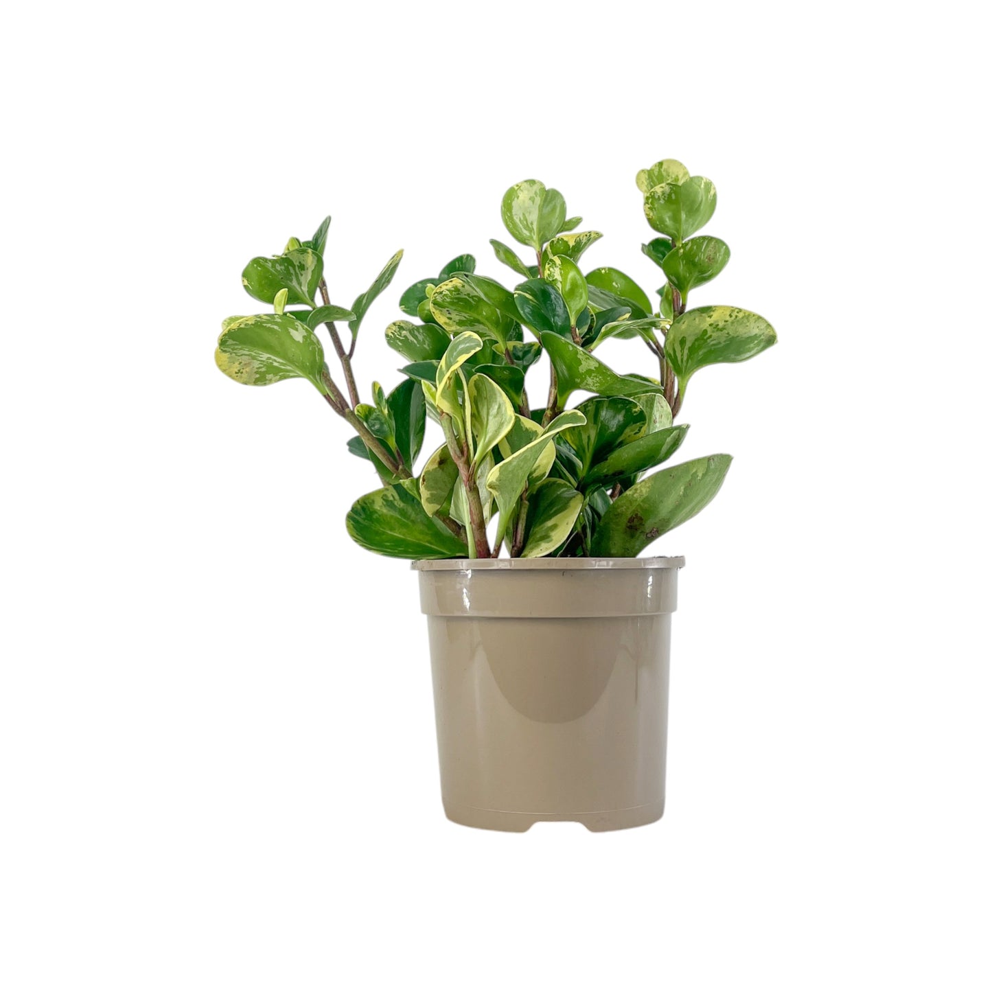 Peperomia 15cm Obtusifolia Marble