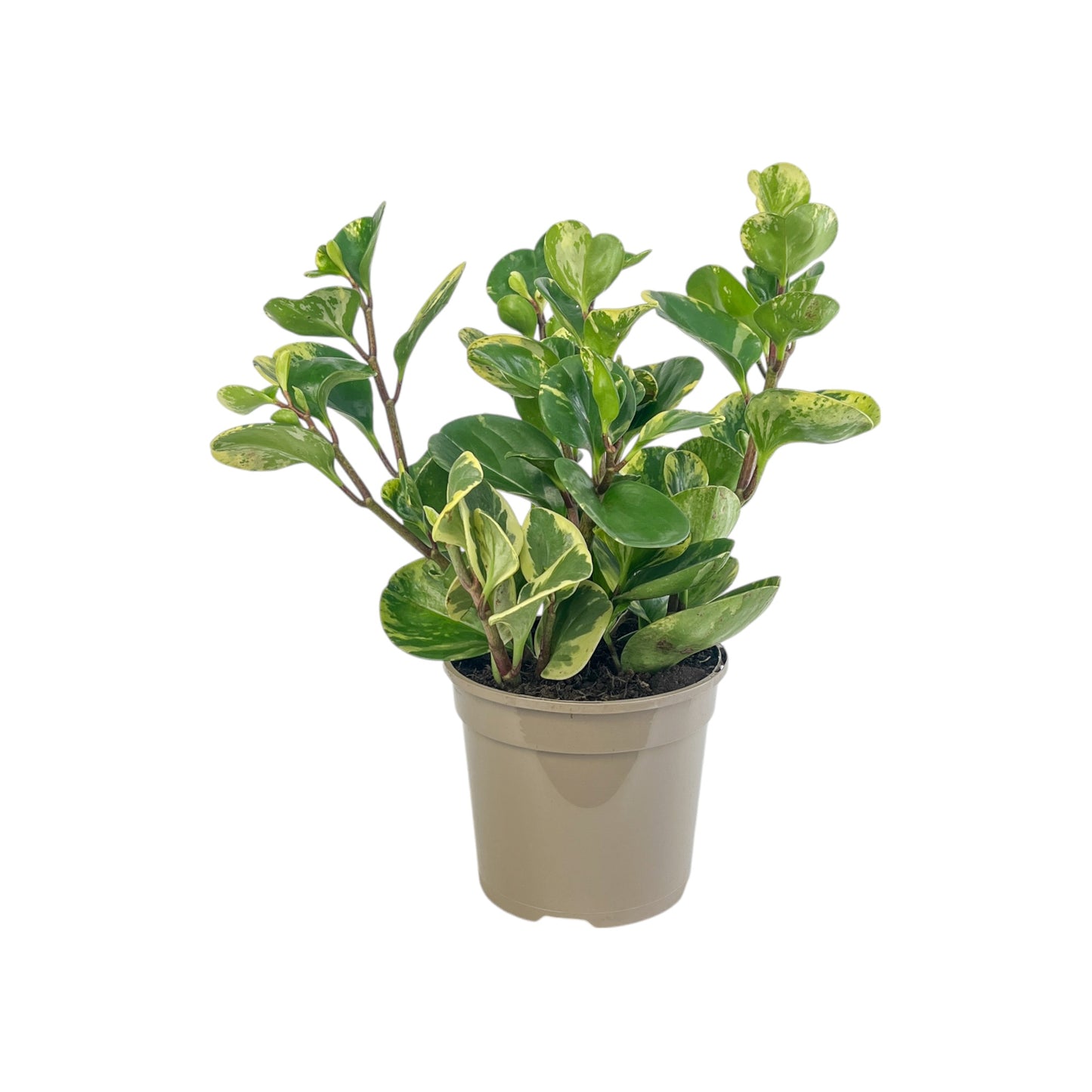 Peperomia 15cm Obtusifolia Marble