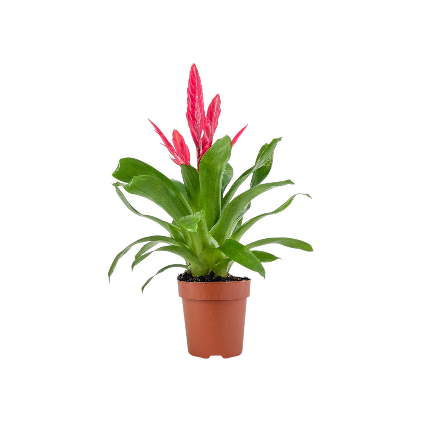 Bromeliad 12cm Vriesea Mix