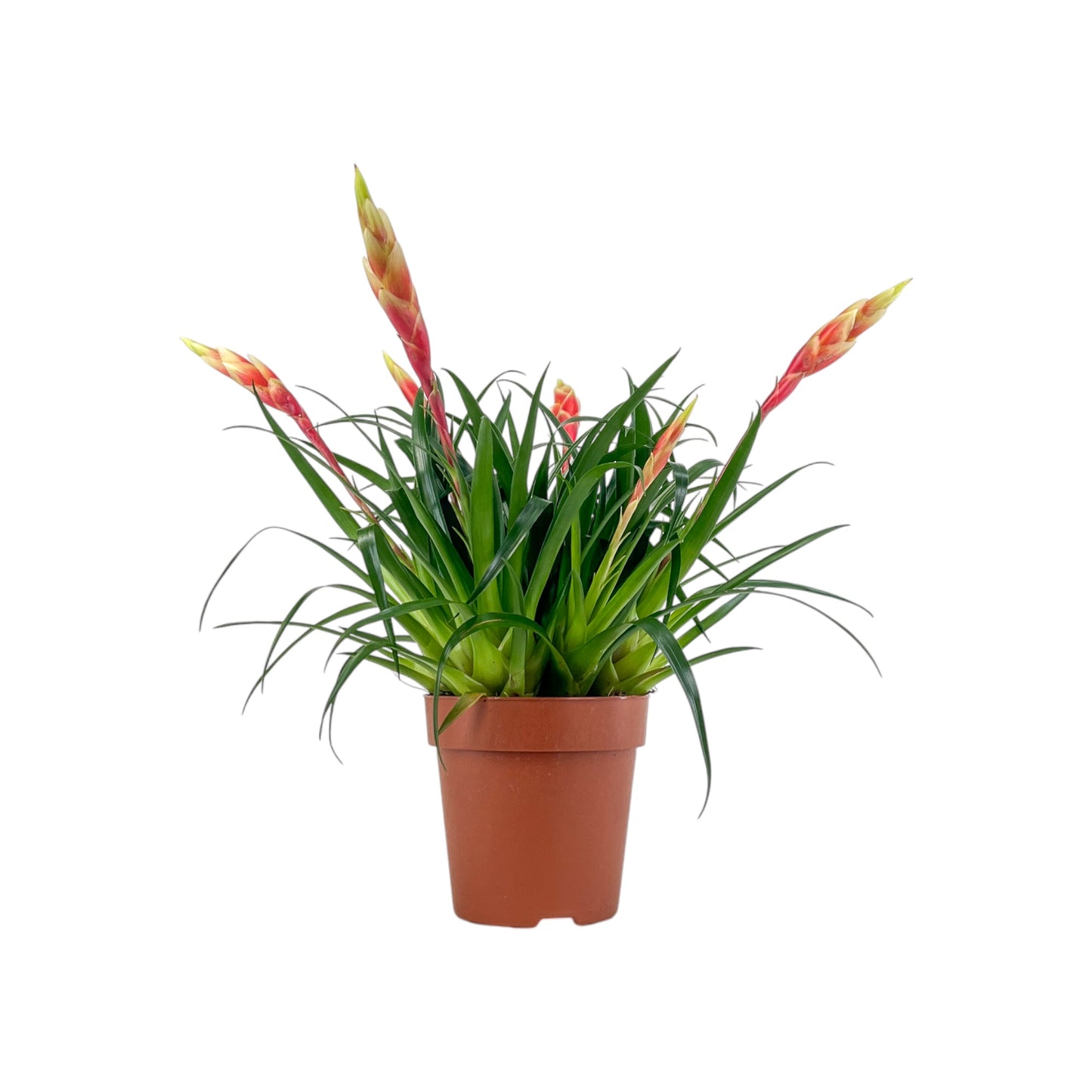 Bromeliad 12cm Vriesea Multiflower