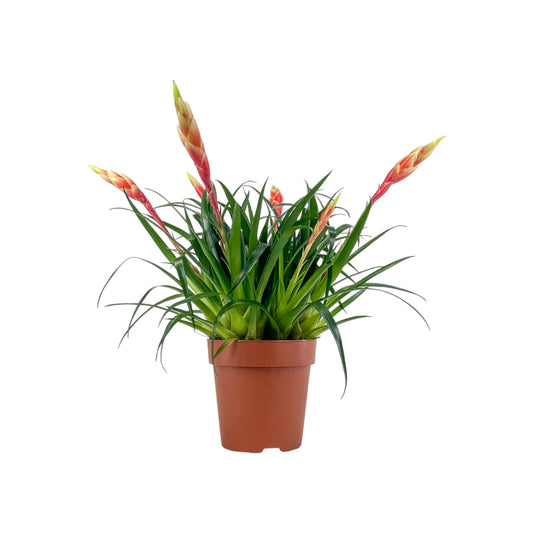 Bromeliad 12cm Vriesea Multiflower