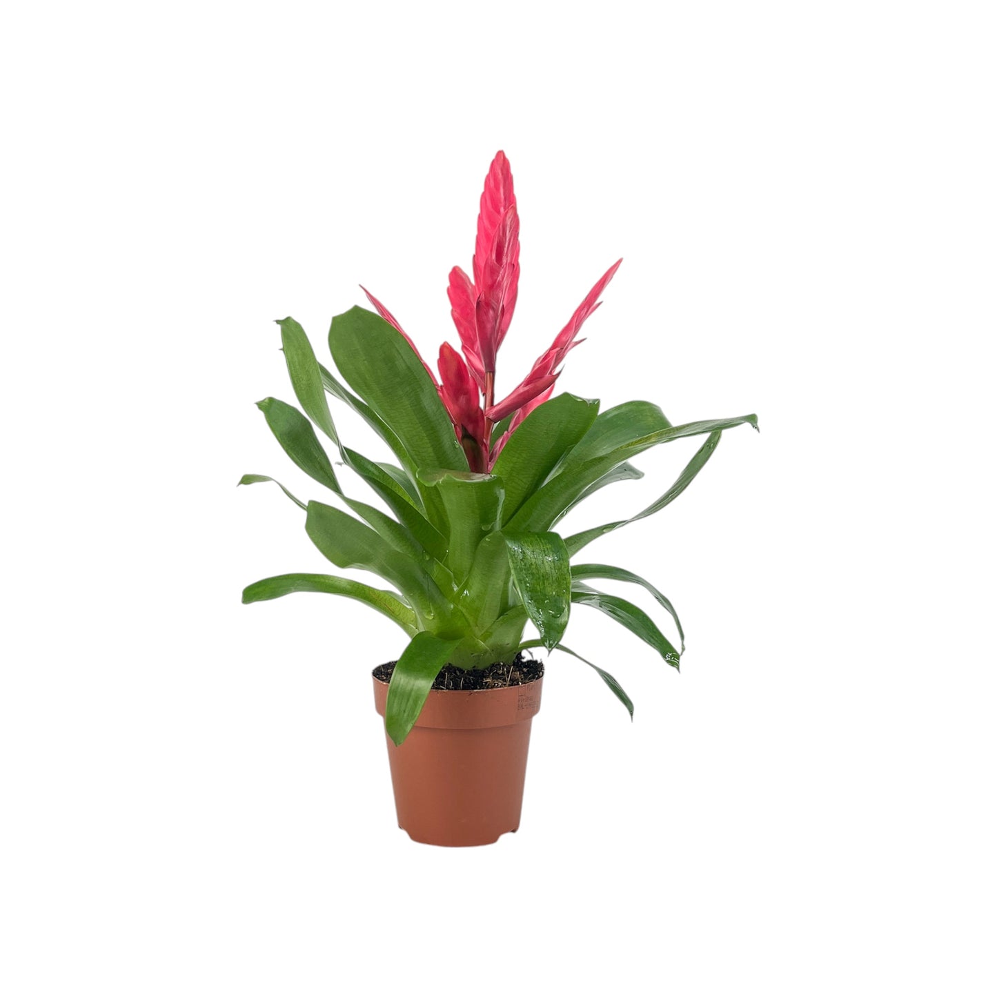 Bromeliad 12cm Vriesea Mix