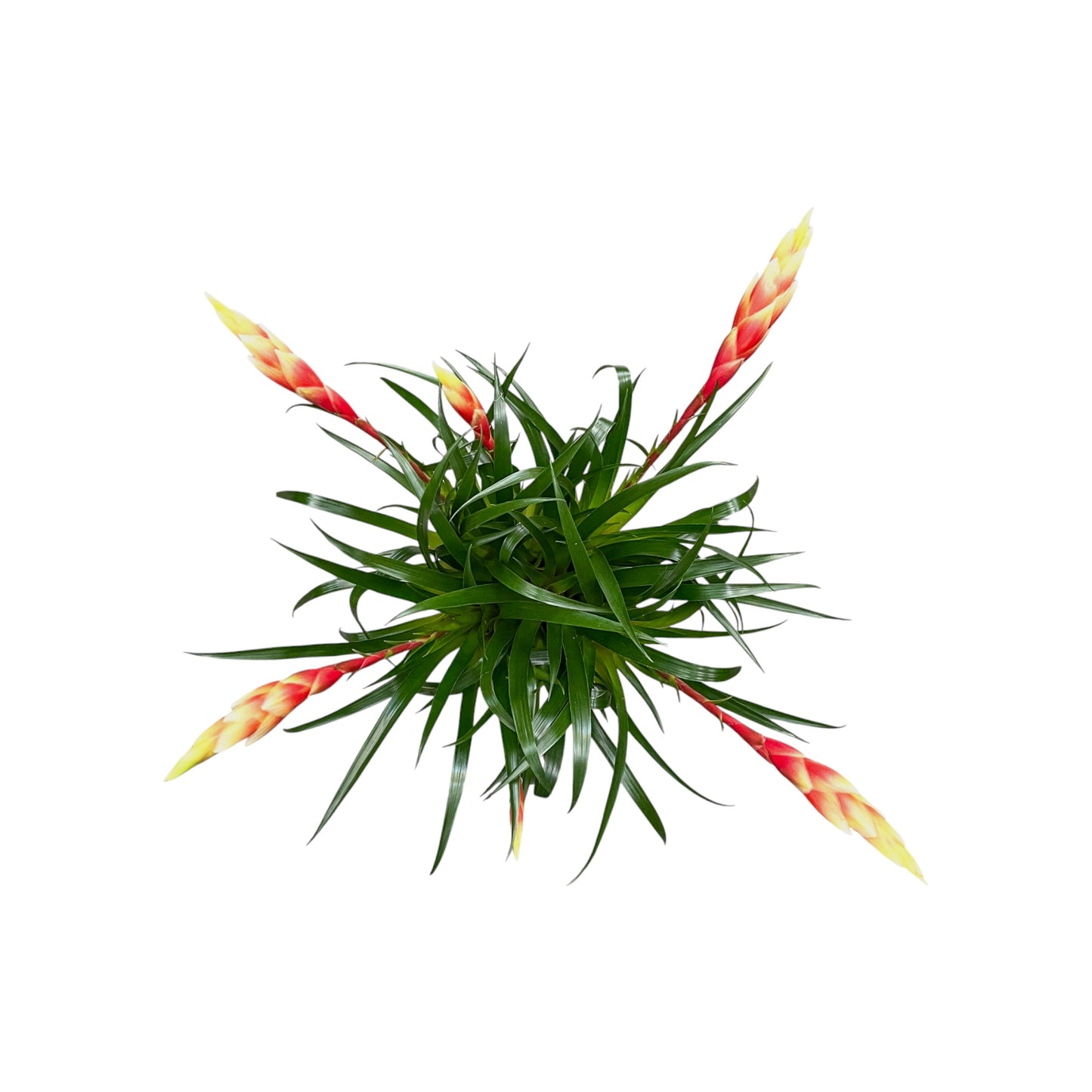 Bromeliad 12cm Vriesea Multiflower