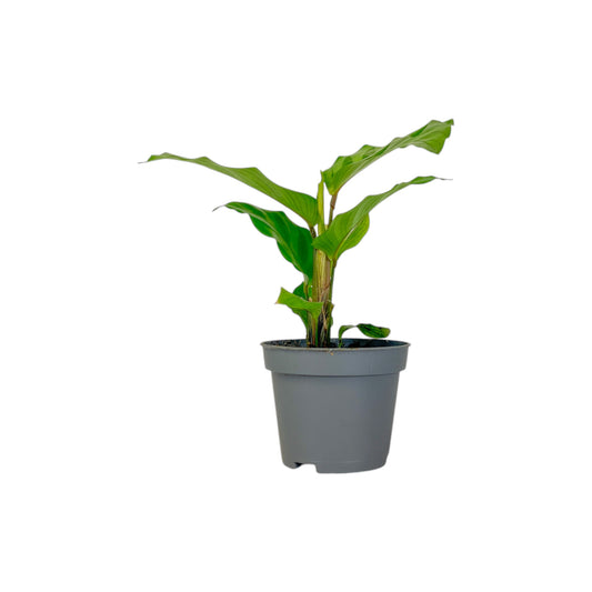 Calathea 6cm Tot Mix