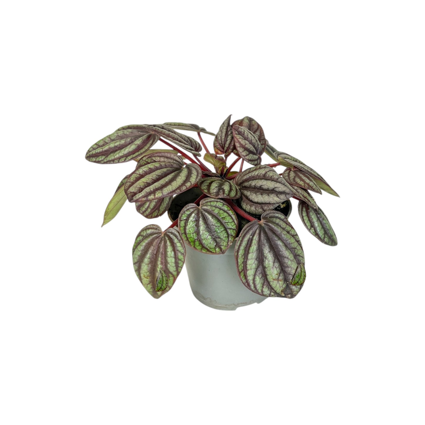 Peperomia 6cm Mix