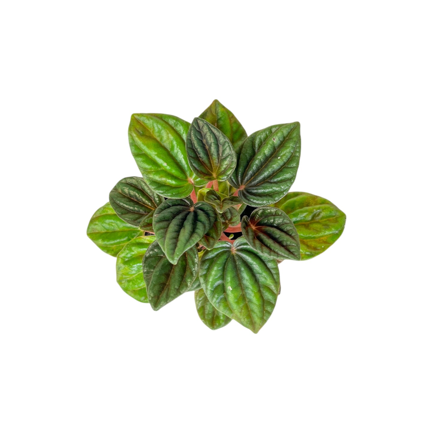 Peperomia 6cm Mix