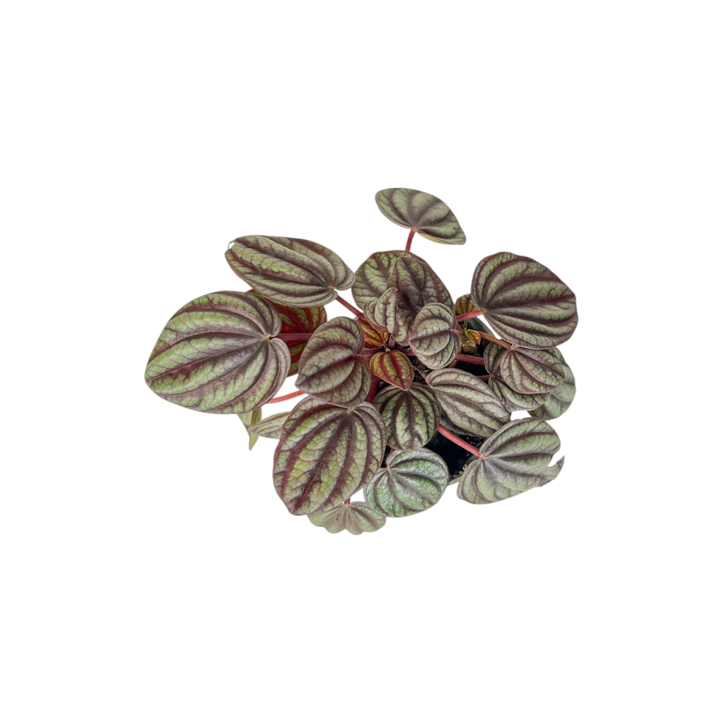 Peperomia 6cm Mix