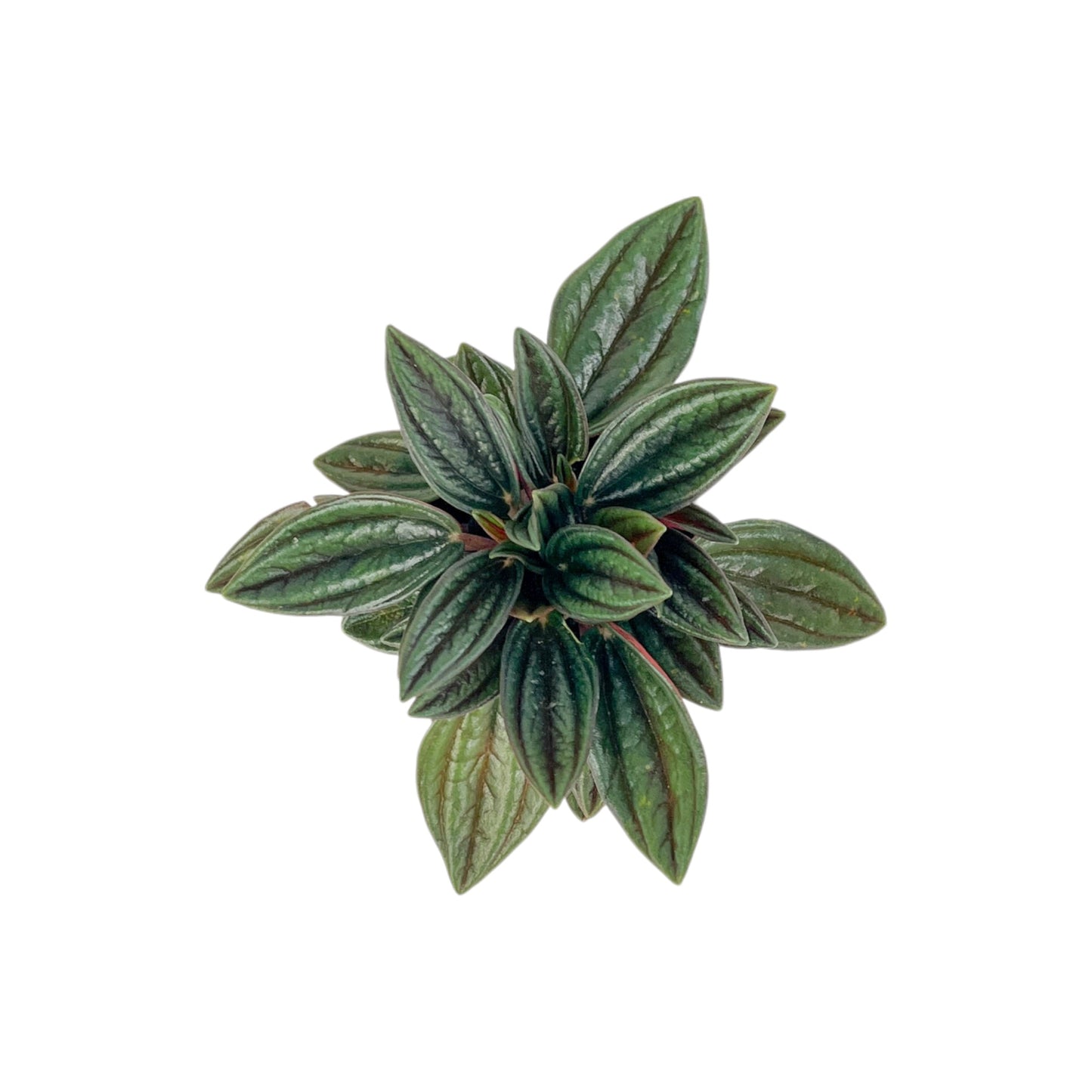 Peperomia 6cm Mix