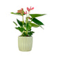 Anthurium 12cm Champion Mix In Windsor Ceramic