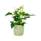 Anthurium 12cm Champion Mix In Windsor Ceramic