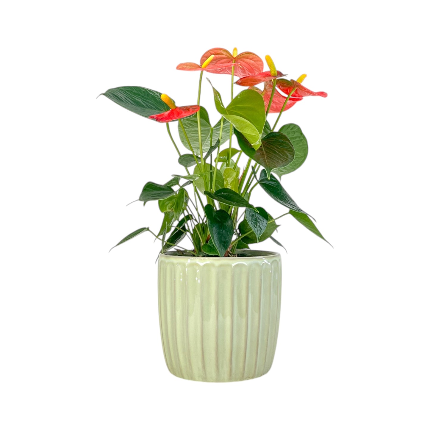 Anthurium 12cm Champion Mix In Windsor Ceramic