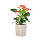 Anthurium 12cm Champion Mix In Windsor Ceramic