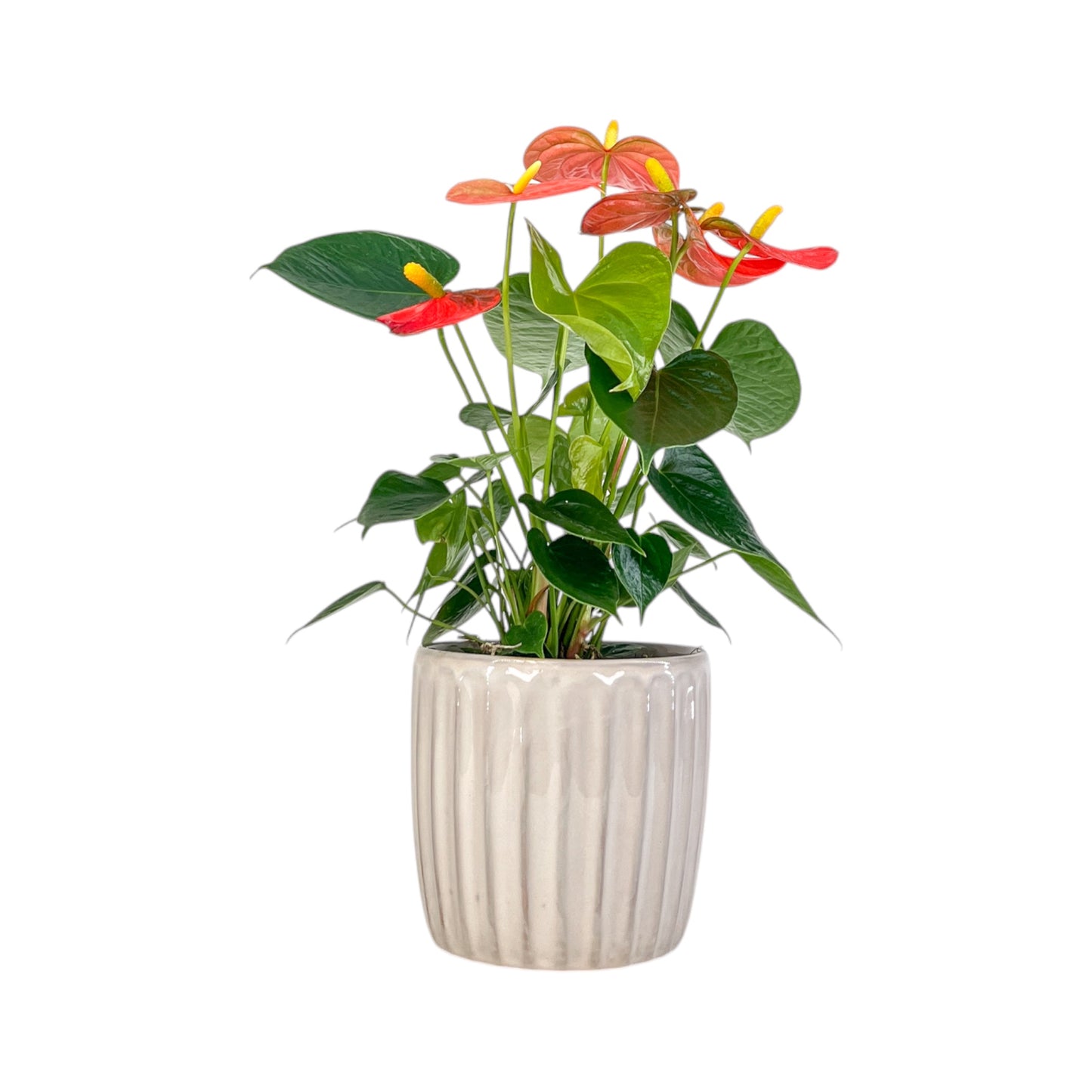 Anthurium 12cm Champion Mix In Windsor Ceramic