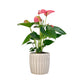 Anthurium 12cm Champion Mix In Windsor Ceramic