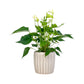 Anthurium 12cm Champion Mix In Windsor Ceramic