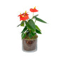 Anthurium 12cm Champion Mix In Glass Planter