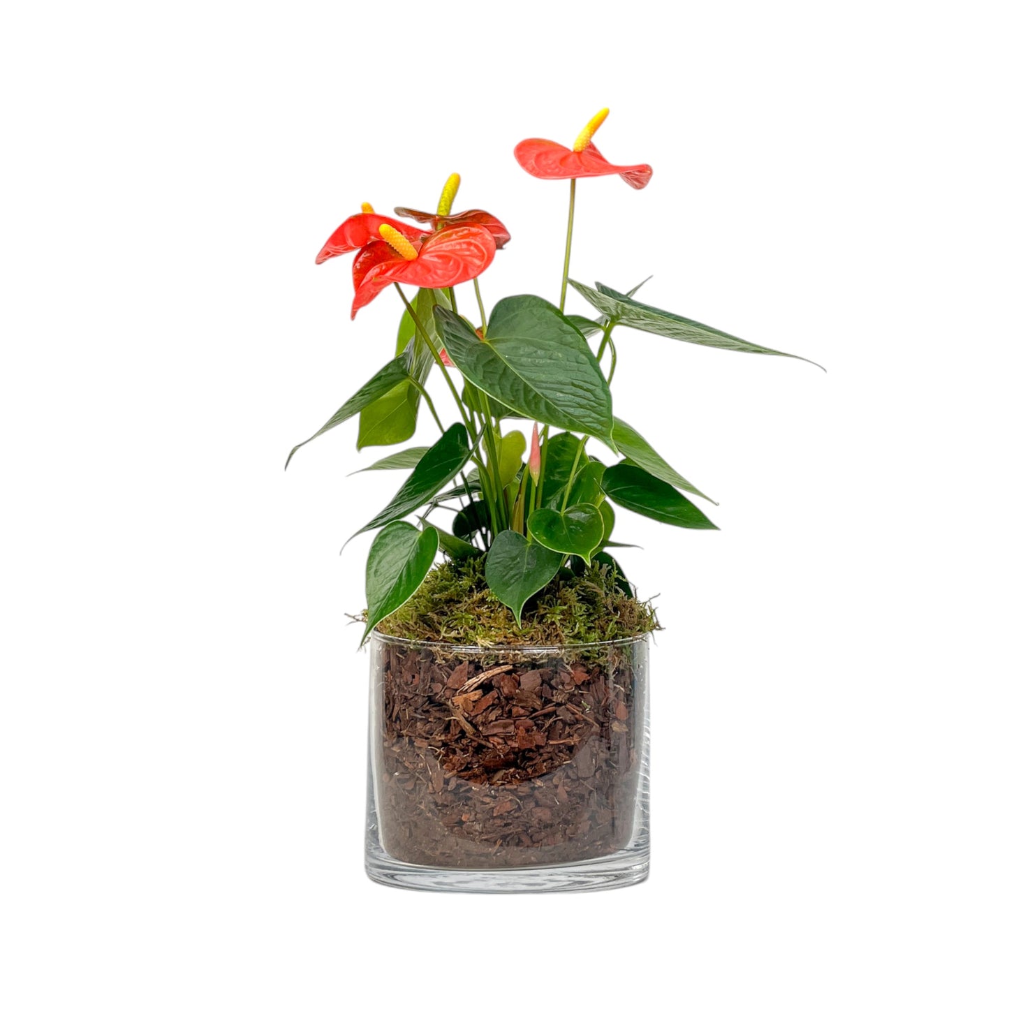 Anthurium 12cm Champion Mix In Glass Planter