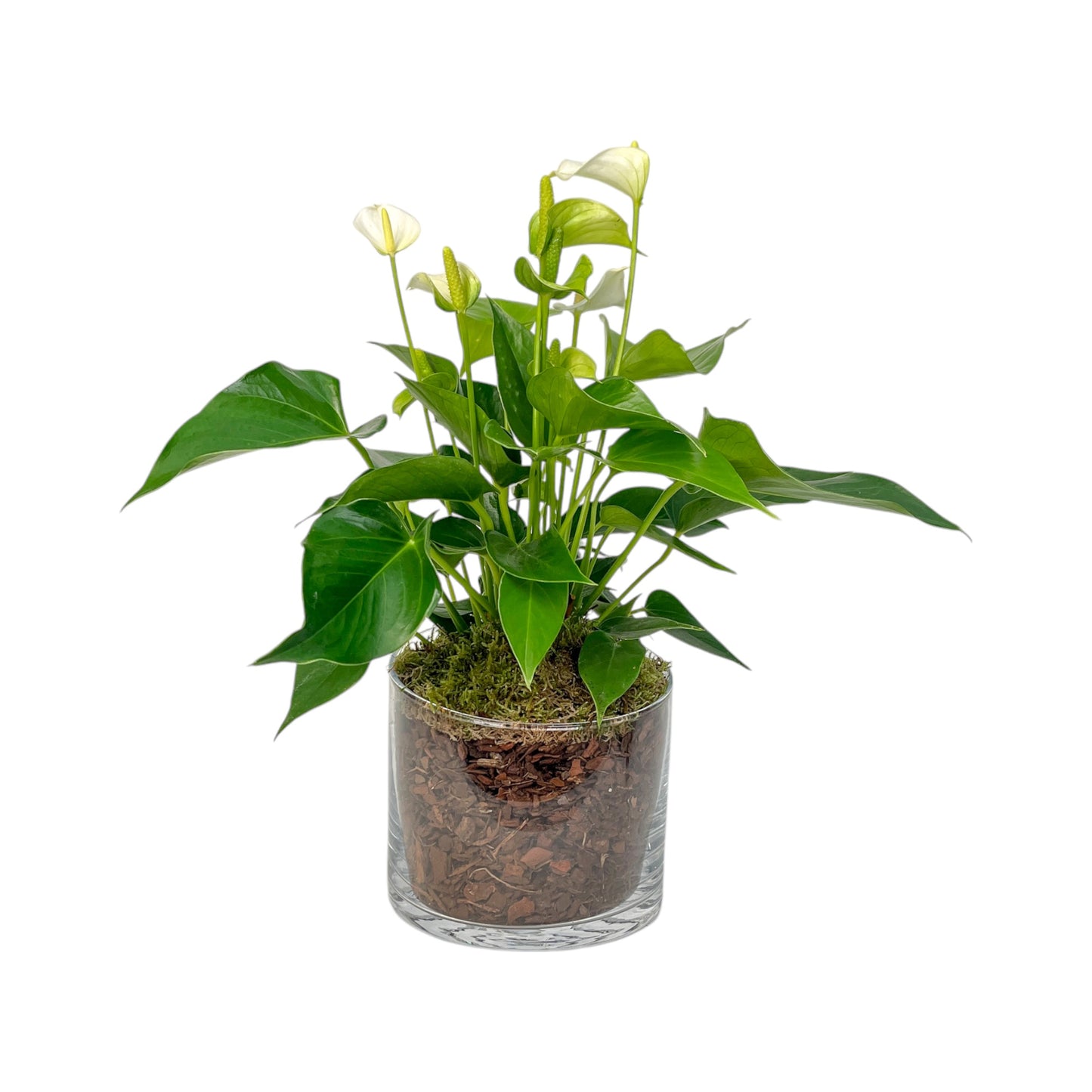 Anthurium 12cm Champion Mix In Glass Planter