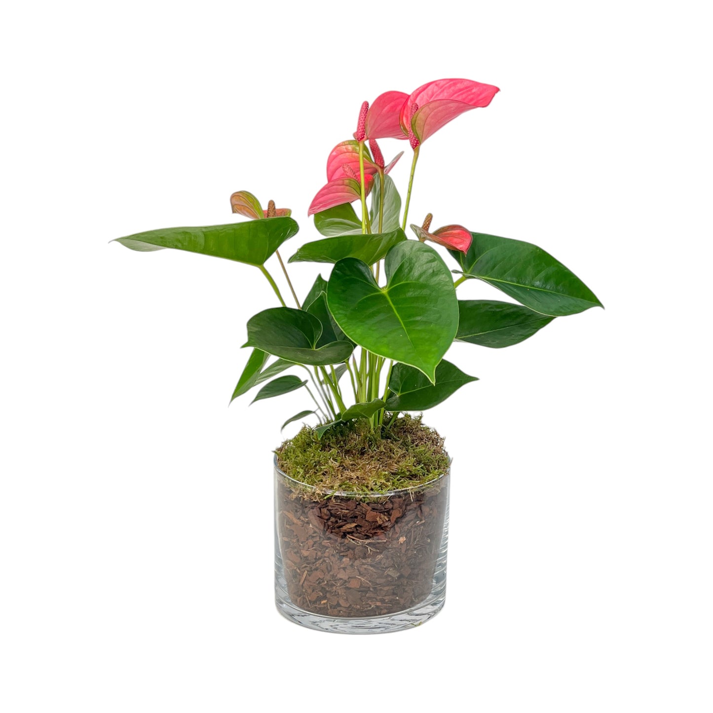 Anthurium 12cm Champion Mix In Glass Planter