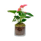 Anthurium 12cm Champion Mix In Glass Planter