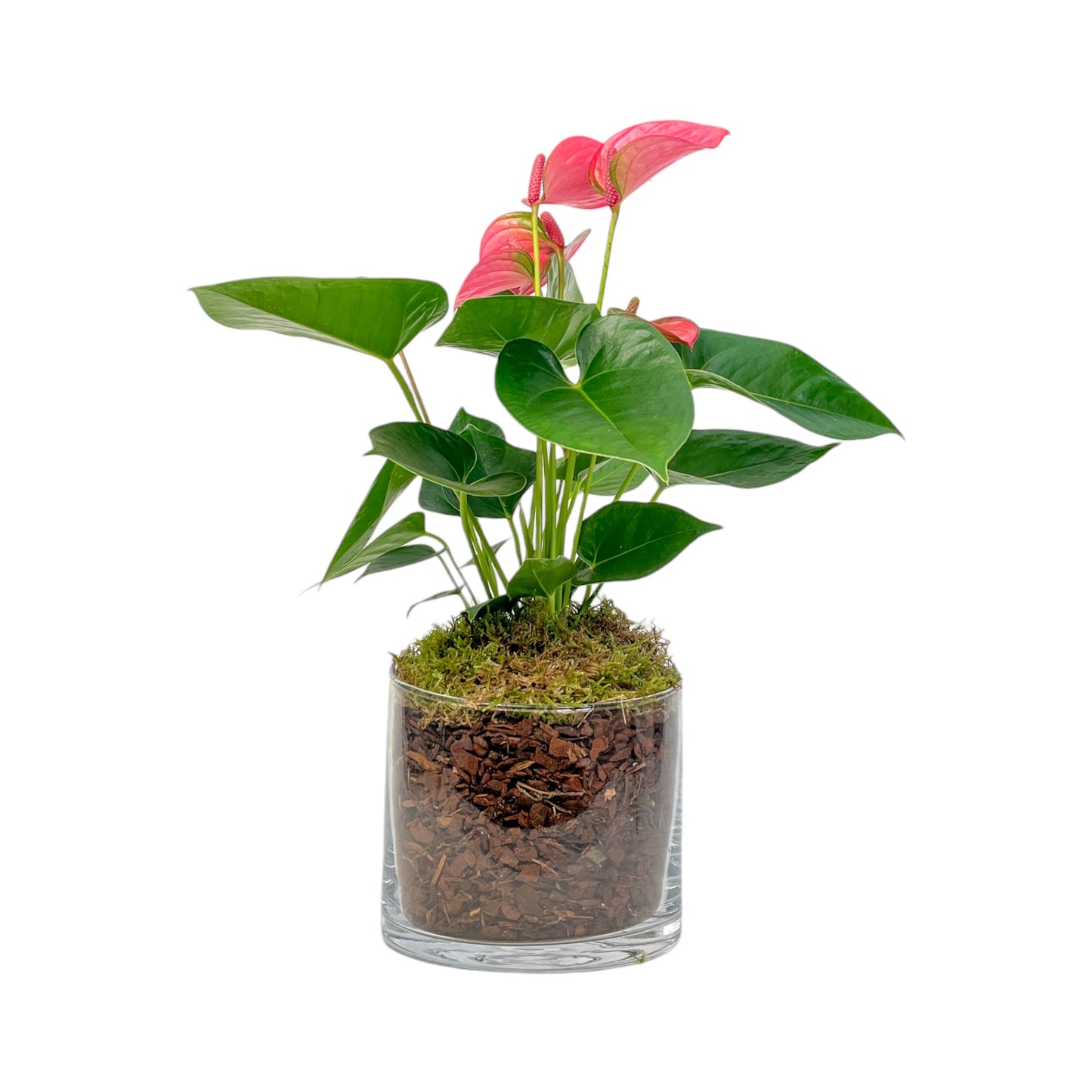 Anthurium 12cm Champion Mix In Glass Planter