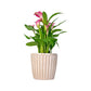 Calla Lily 13cm Pink & White In Windsor Ceramic