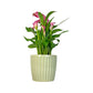 Calla Lily 13cm Pink & White In Windsor Ceramic