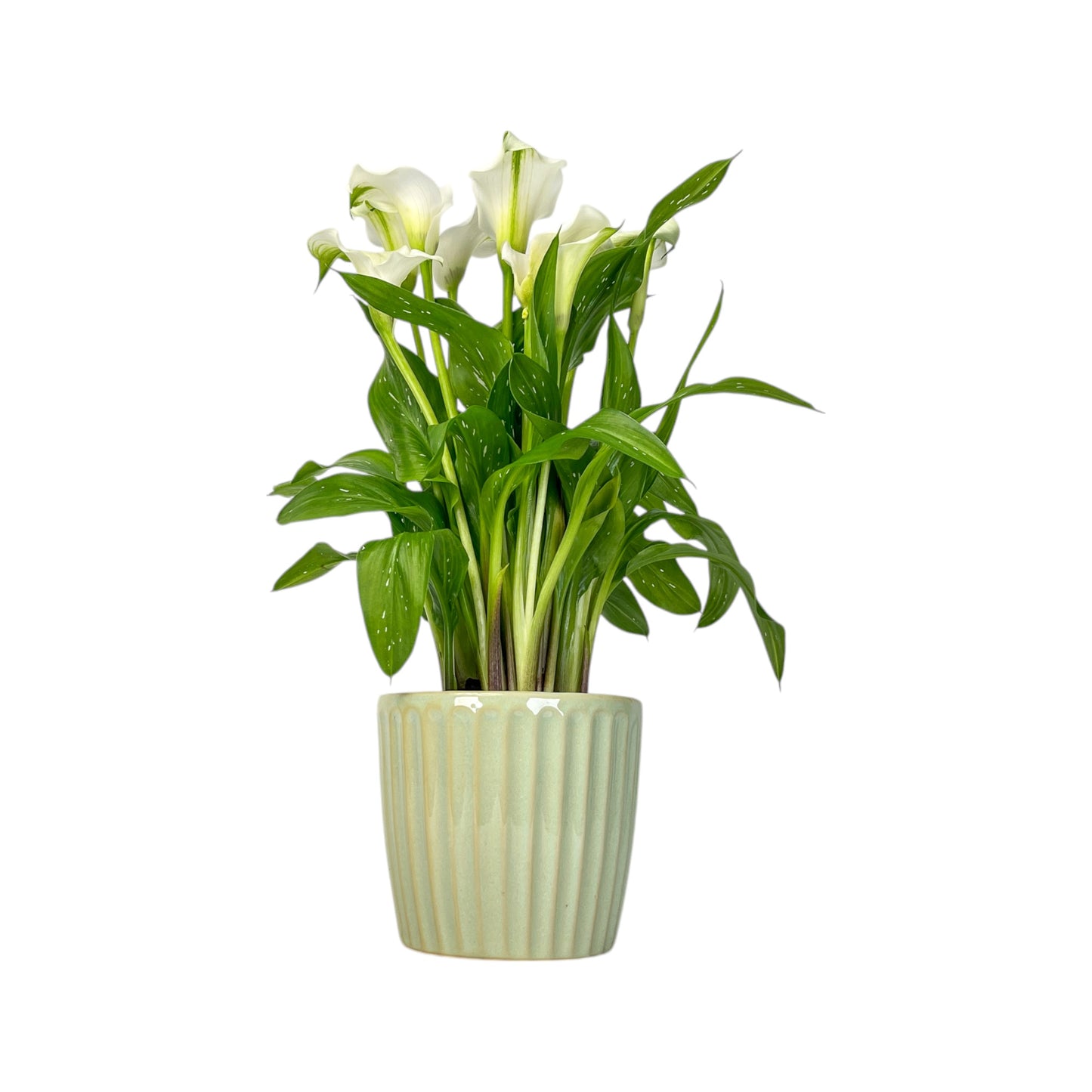 Calla Lily 13cm Pink & White In Windsor Ceramic