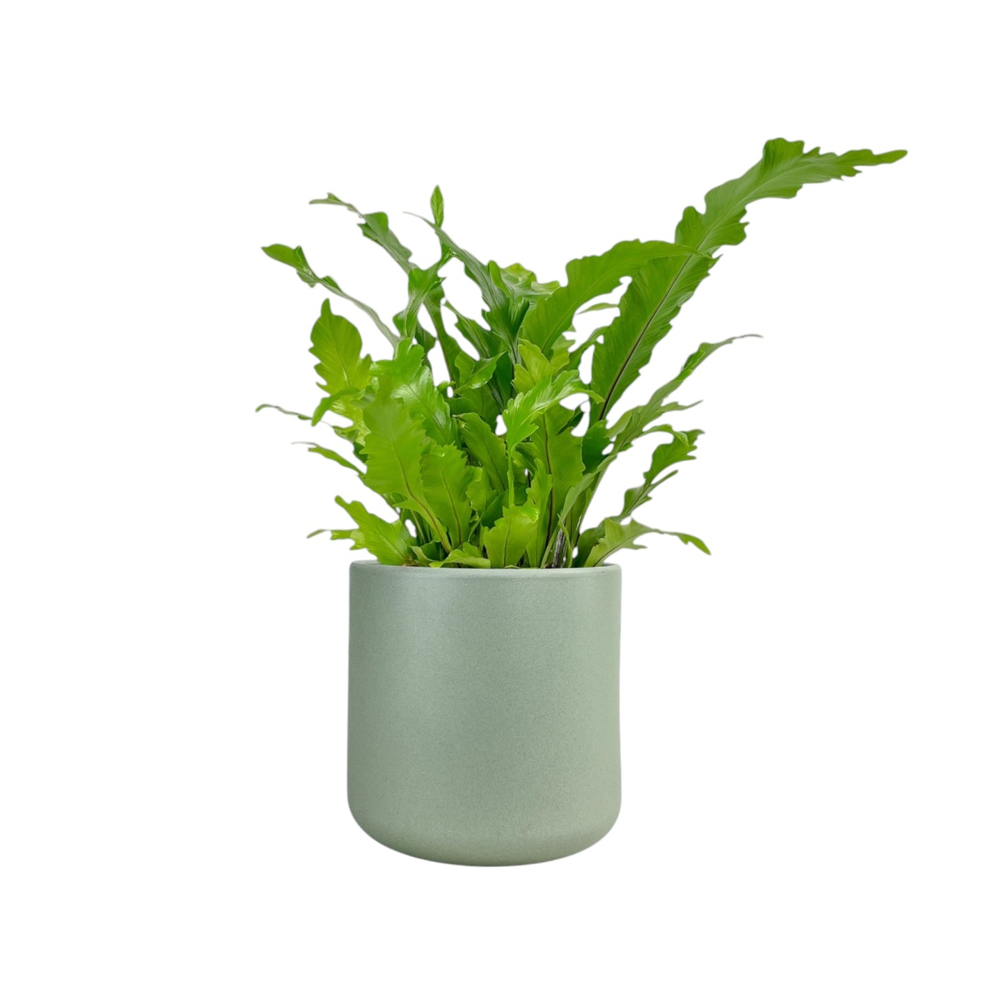 Asplenium 17cm Mix in Cambridge Ceramic - Green Plant The Horti House