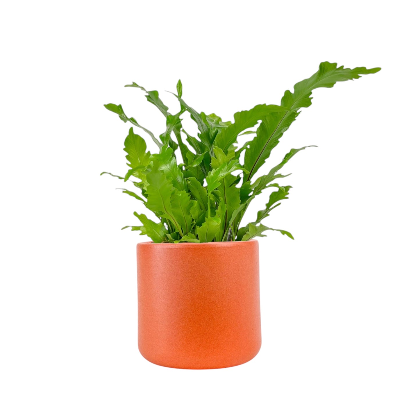 Asplenium 17cm Mix in Cambridge Ceramic - Green Plant The Horti House