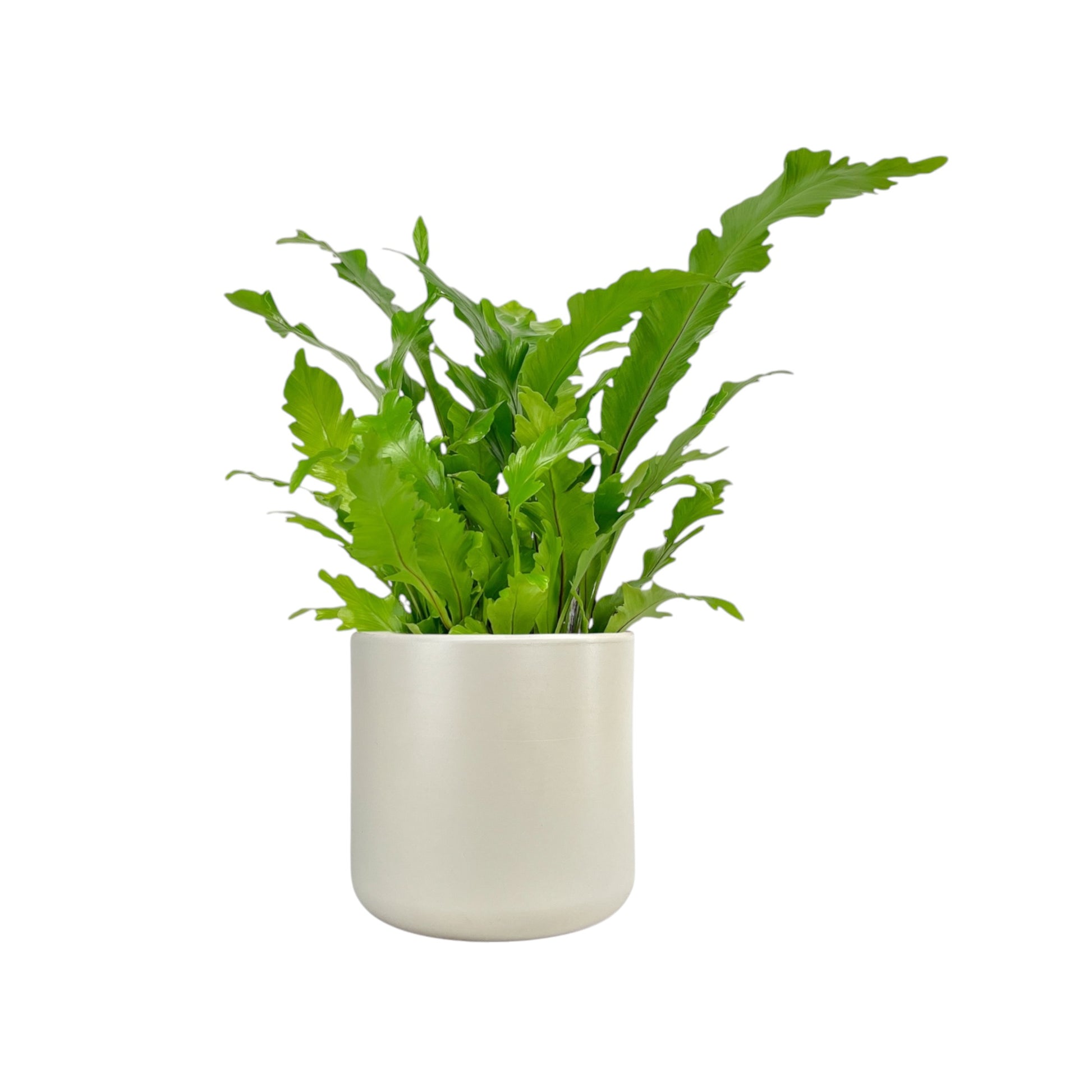 Asplenium 17cm Mix in Cambridge Ceramic - Green Plant The Horti House