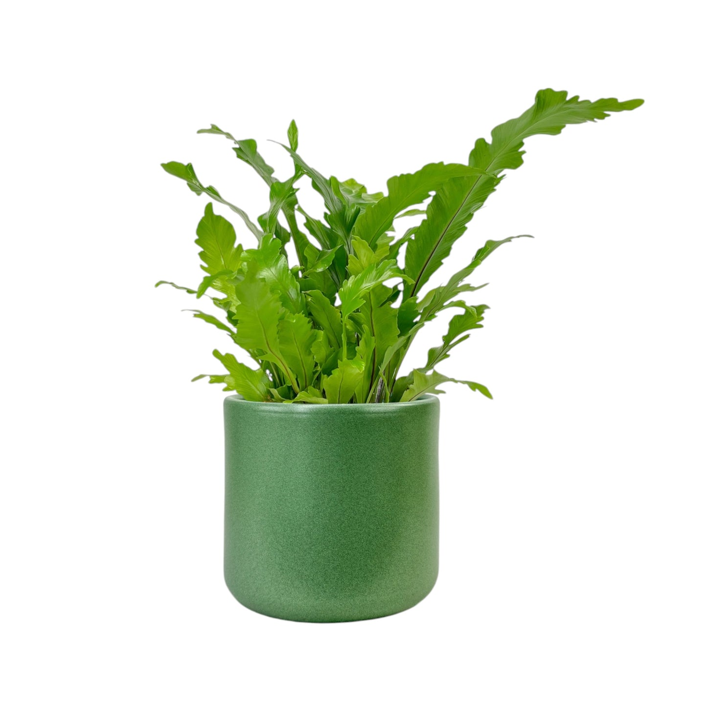 Asplenium 17cm Mix in Cambridge Ceramic - Green Plant The Horti House