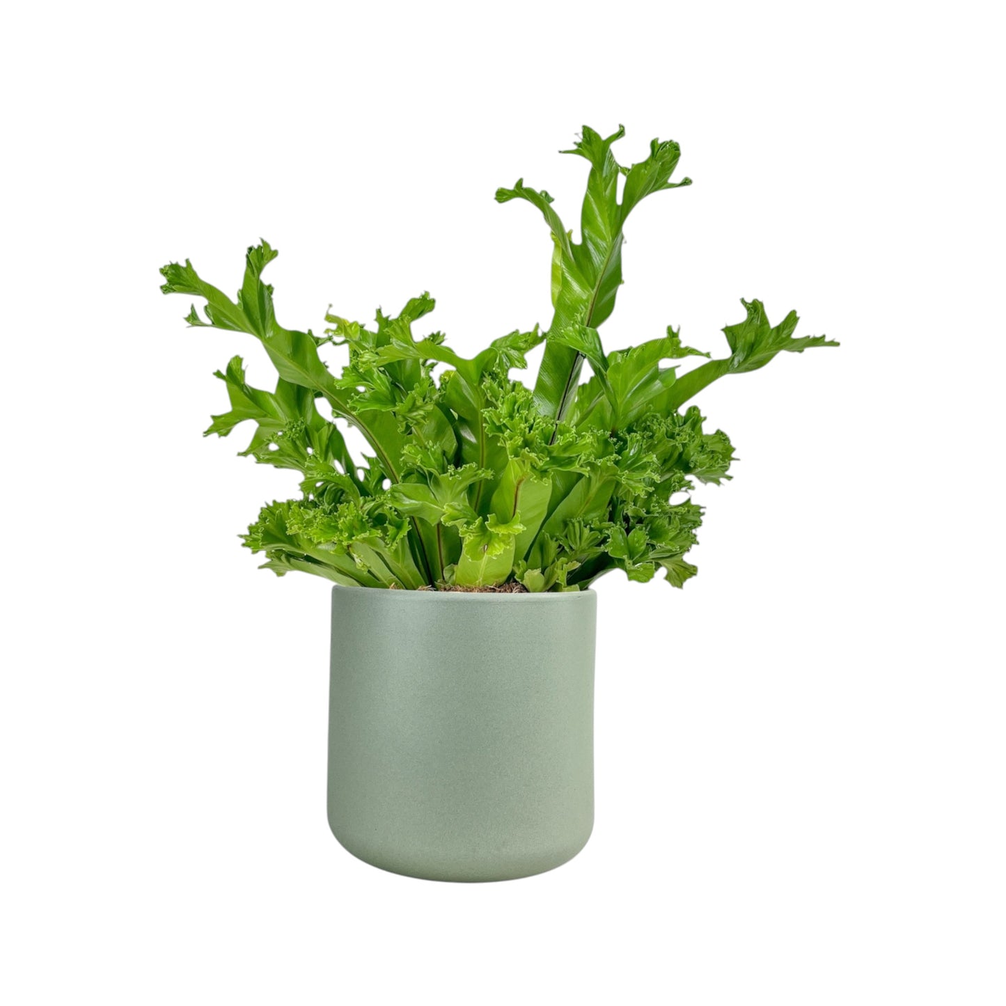 Asplenium 17cm Mix in Cambridge Ceramic - Green Plant The Horti House