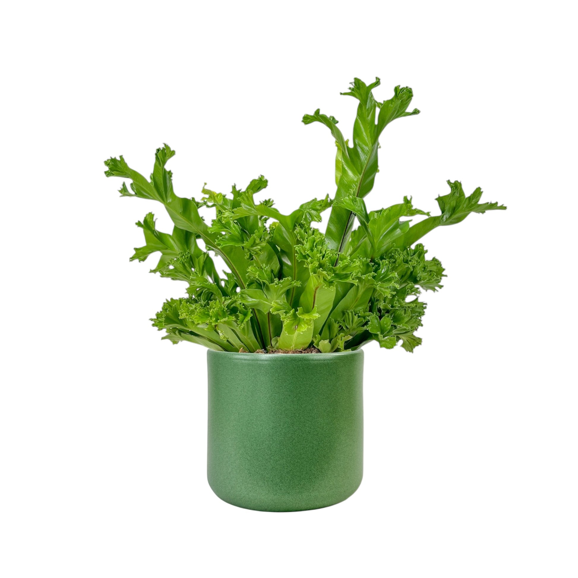 Asplenium 17cm Mix in Cambridge Ceramic - Green Plant The Horti House