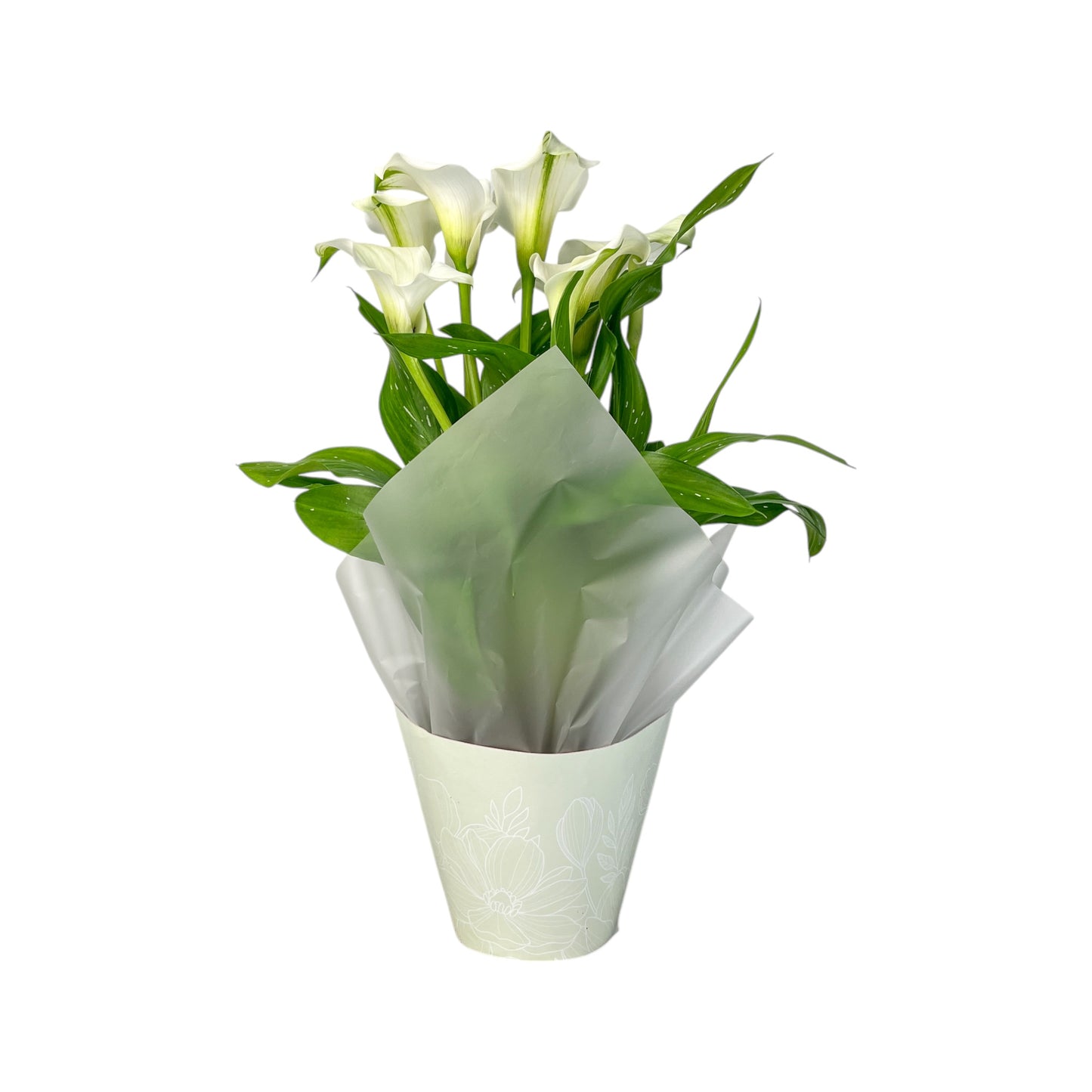 Calla Lily 13cm Pink & White in Gift Cone - Flowering The Horti House