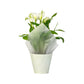 Calla Lily 13cm Pink & White in Gift Cone - Flowering The Horti House