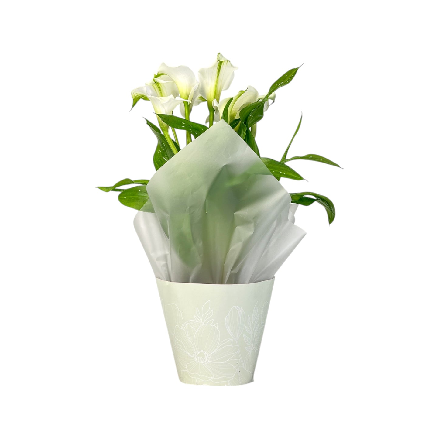 Calla Lily 13cm Pink & White in Gift Cone - Flowering The Horti House