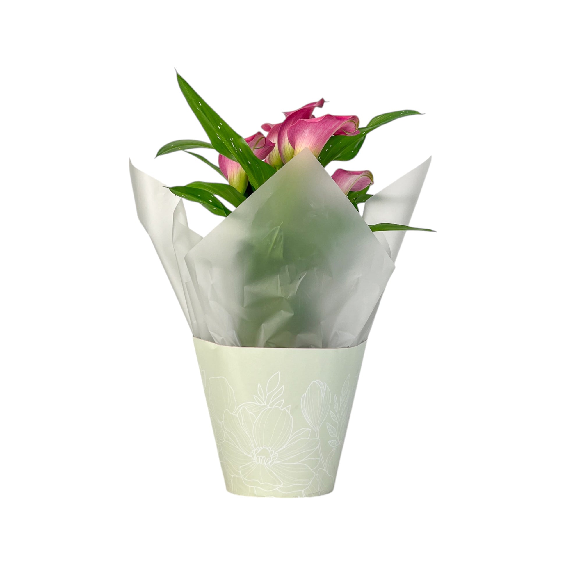 Calla Lily 13cm Pink & White in Gift Cone - Flowering The Horti House