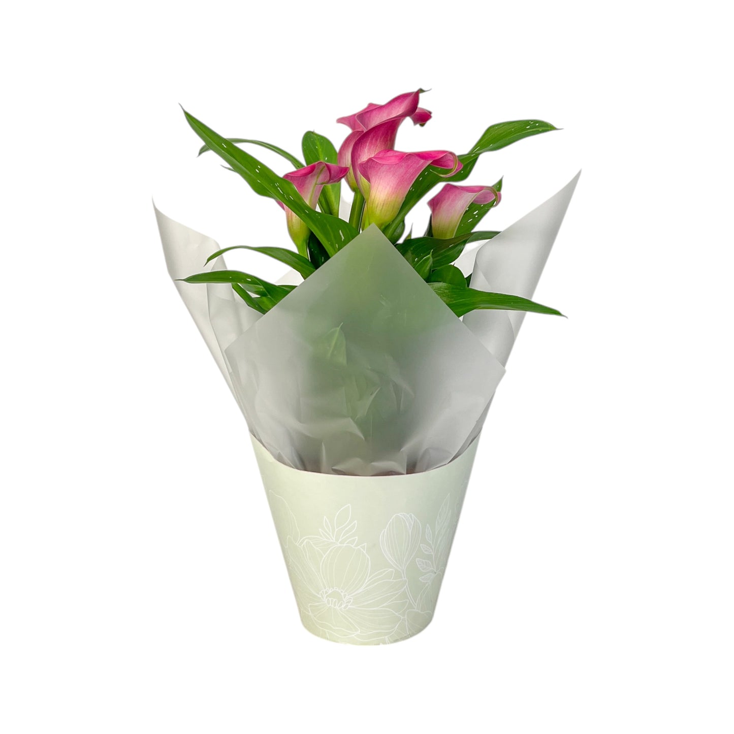 Calla Lily 13cm Pink & White in Gift Cone - Flowering The Horti House