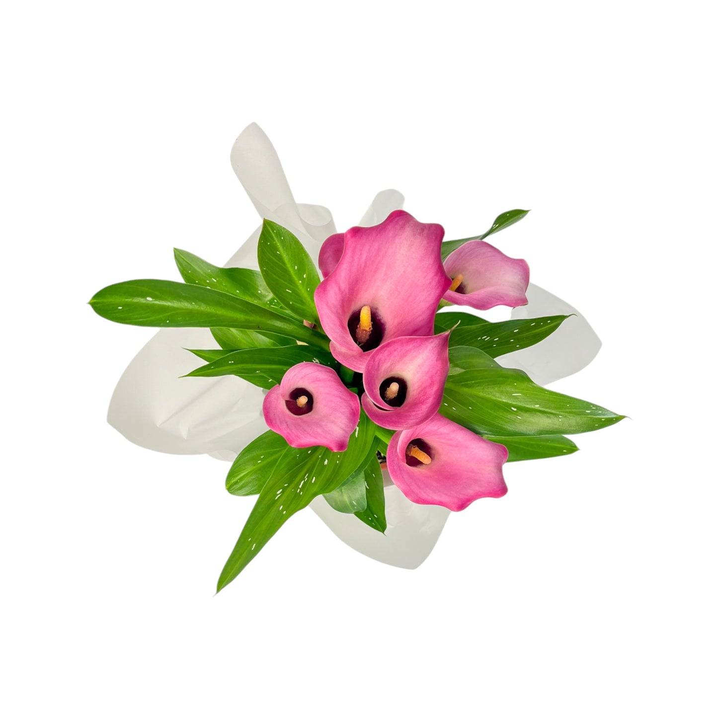 Calla Lily 13cm Pink & White in Gift Cone - Flowering The Horti House